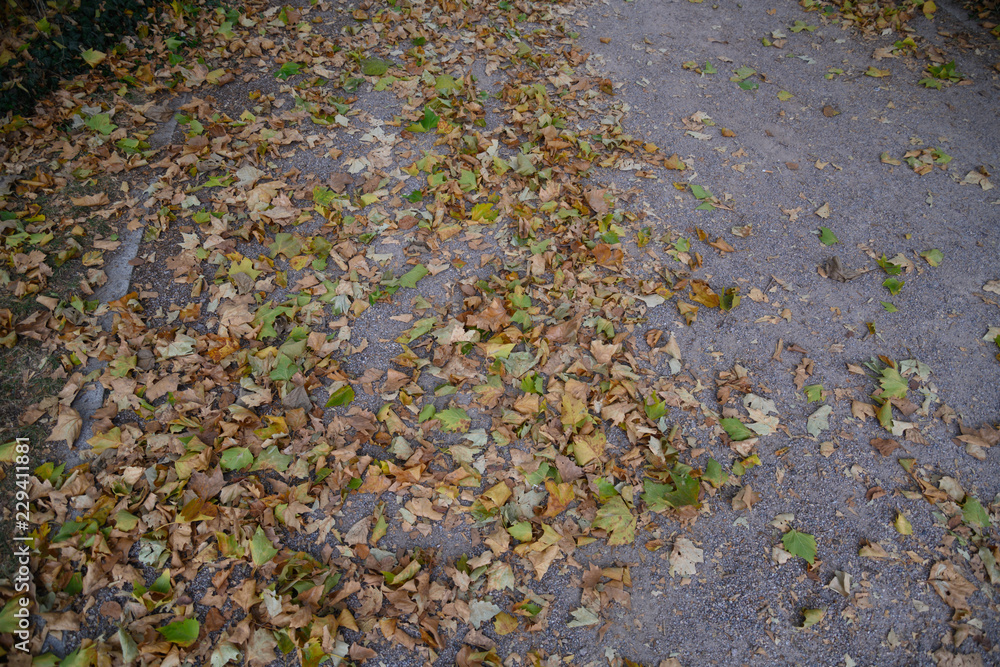 Mixed autumn leaves on a concrete road