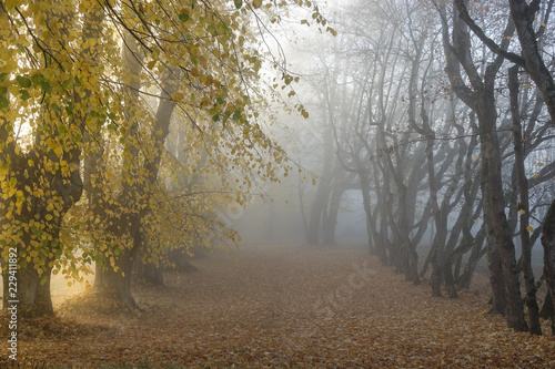 Avenue covered in yellow au...