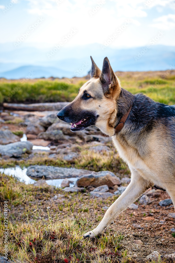 German Shepherd Dog