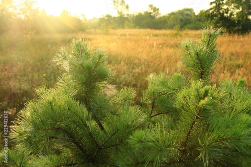 Beautiful landscape with young pines at dawn. Dew on trees in early morning