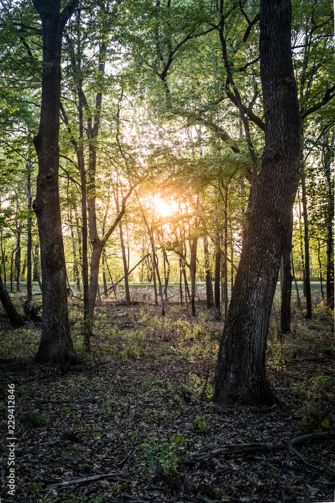 Naklejka premium Forest