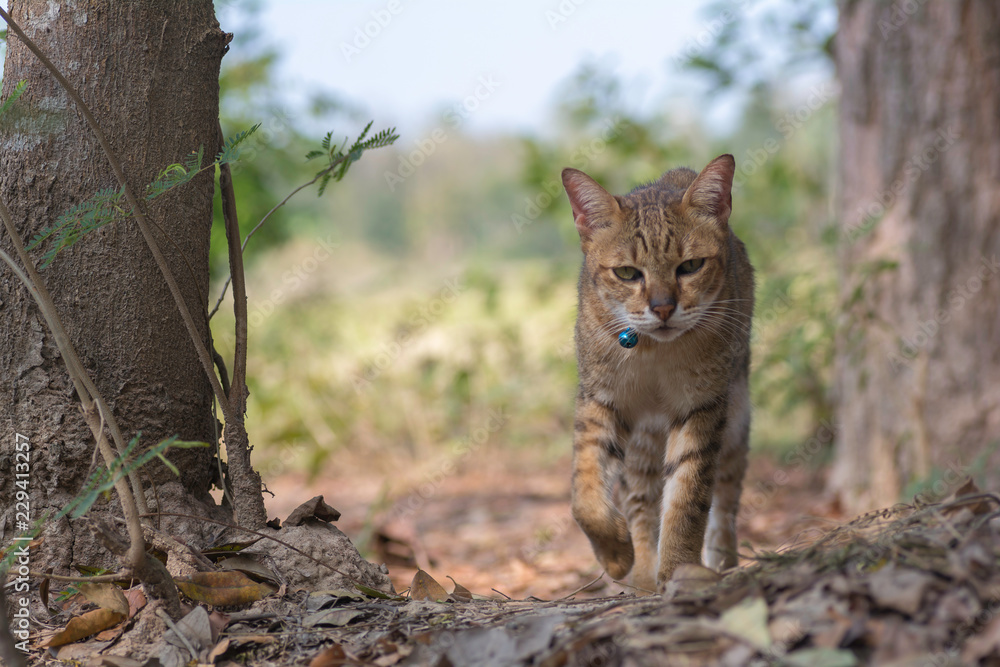 Obraz premium The cat is walking in the forest.