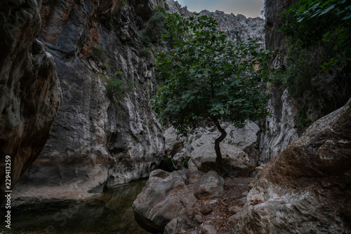 Feigenbaum in der Schlucht Torrent de Pareis auf Mallorca 