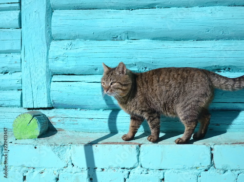cat, animal, kitten, pet, cute, © Радий Кутлугильдин