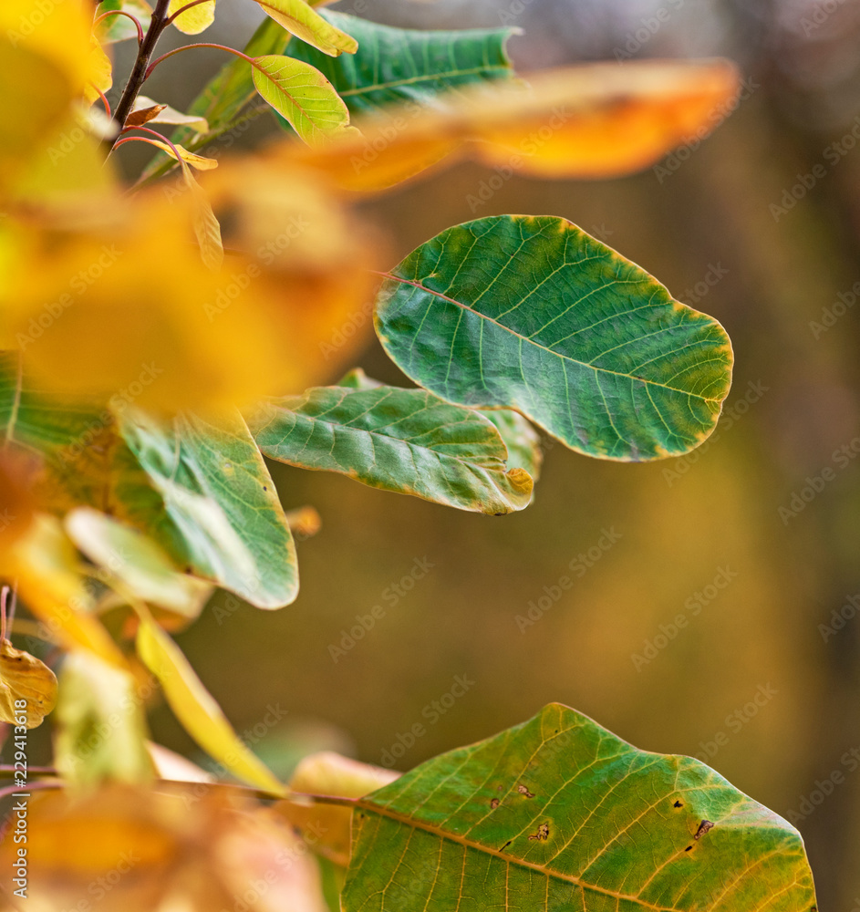 green and yellow  leaves of Cotinus coggygria