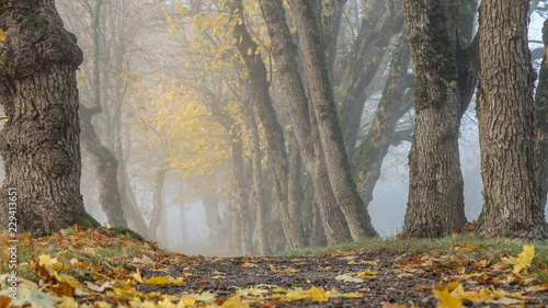 Thick fog in early morning....