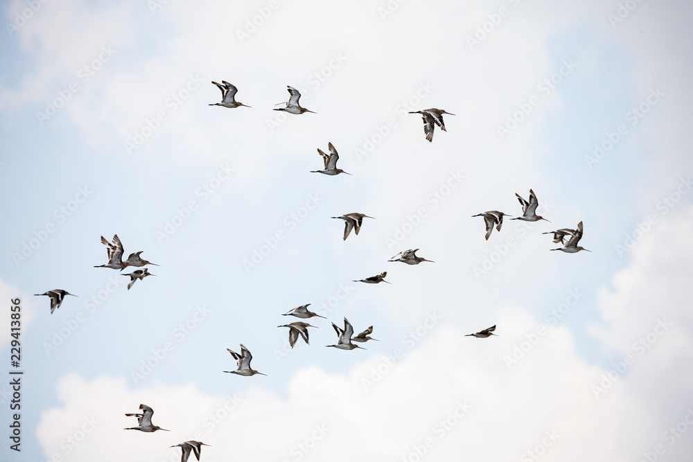 Obraz premium flock of birds in winter