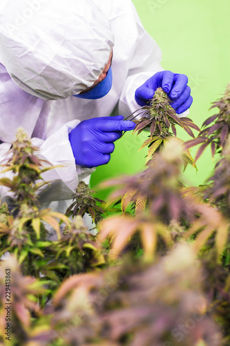 CBD Cannabis Blüte Mann in weissem Anzug kontroliert die Pflanzen 