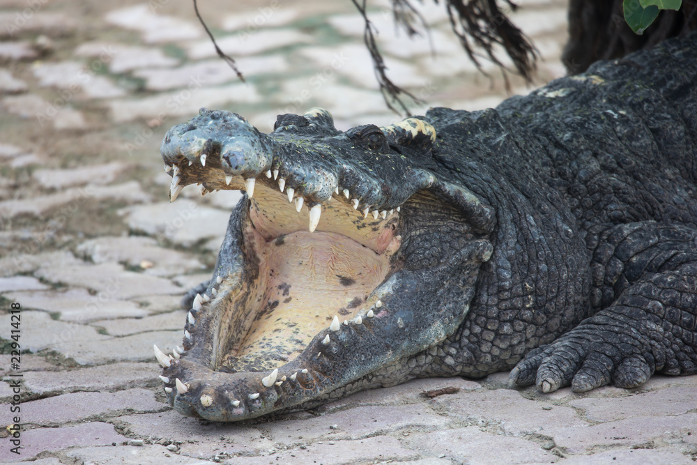 Fototapeta premium crocodile