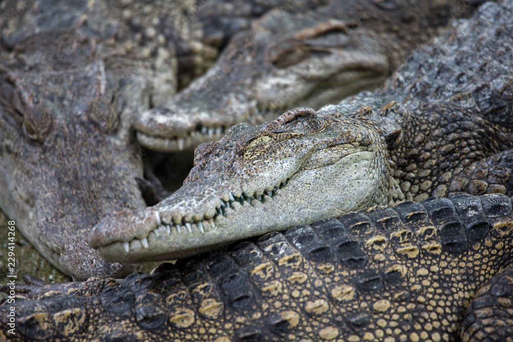 Obraz premium crocodile