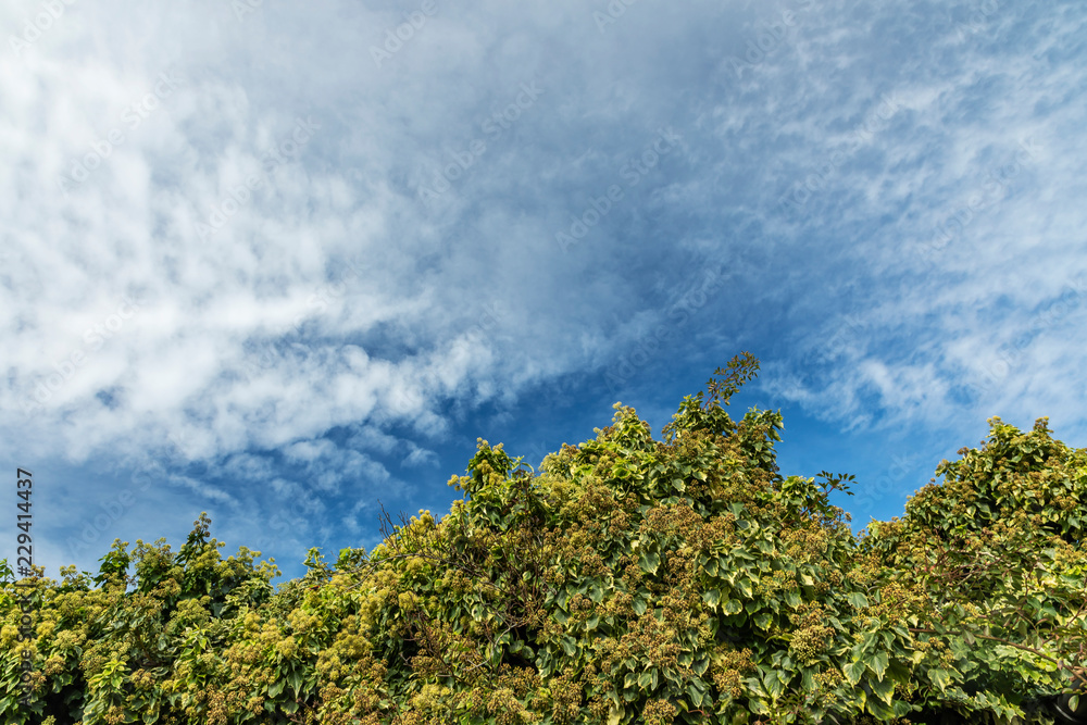 Blue sky with clouds and tree tops