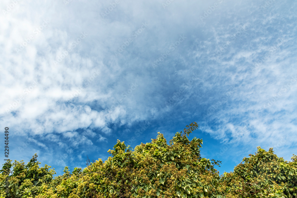 Blue sky with clouds and tree tops