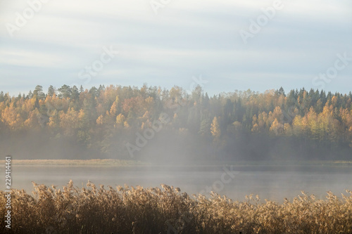 Misty autumn landscape. Peaceful fog on lake. Colorful trees in background and reed in foreground. Sweden © Forenius