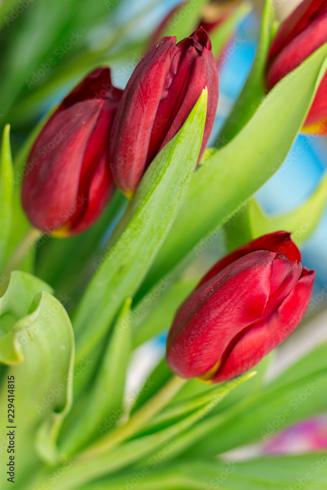 Naklejka premium Bouquet of red tulip isolated on white background