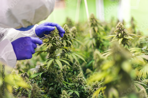 CBD Cannabis Blüte Mann in weissem Anzug kontroliert die Pflanzen  photo