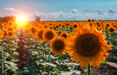 Fototapeta Naklejka Na Ścianę i Meble -  sunflower summer flower close-up at sunset .