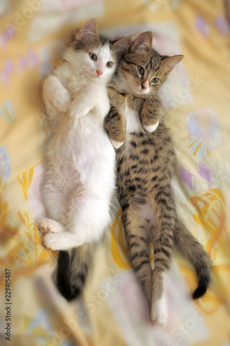 Valokuvatapetti two cute kittens
