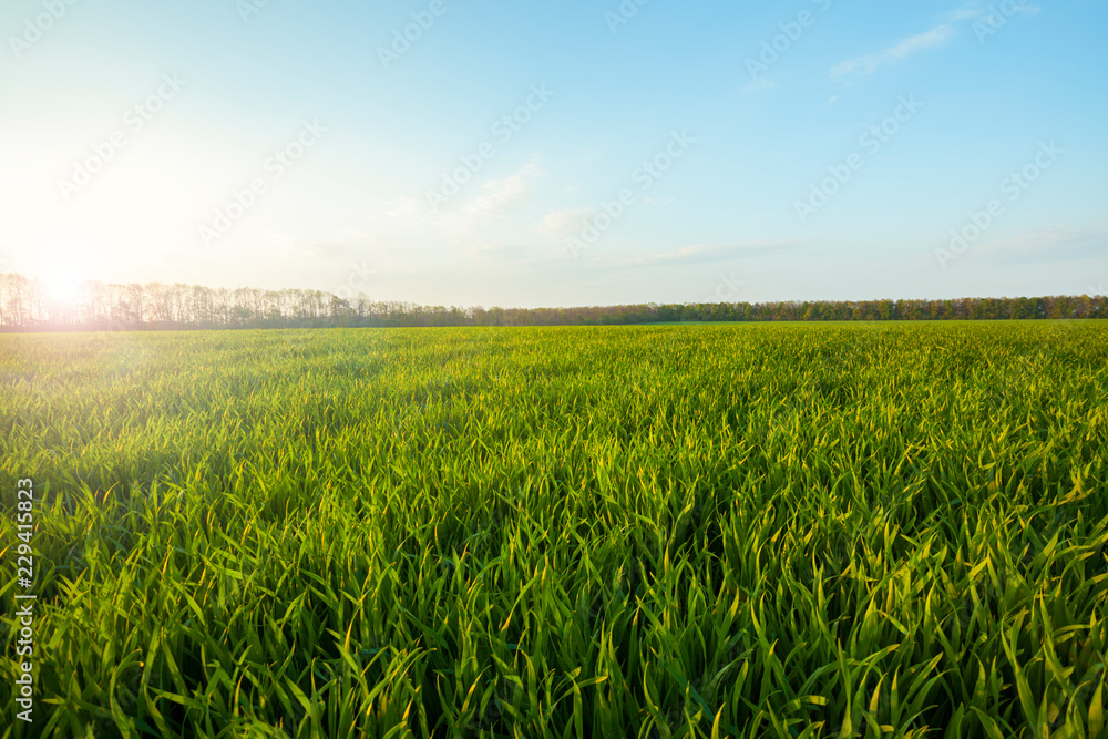 Green meadow under blue sky with clouds