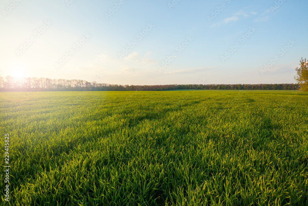 Green meadow under blue sky with clouds