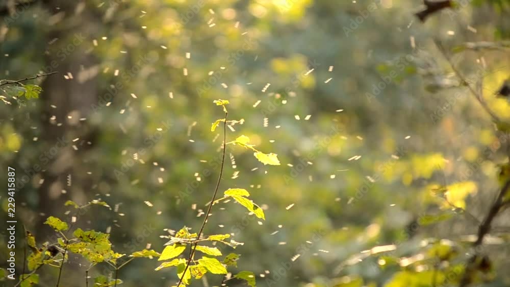 Small white insects midges close-up in air in the forest background. Summer warm sunny atmosphere in the wild natural Small white insects midges close-up in air in the forest background. Summer warm sunny atmosphere in the wild natural