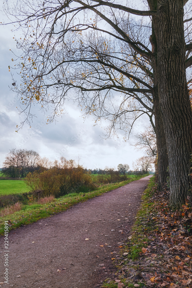 Walking path through the Dutch countryside in autumn