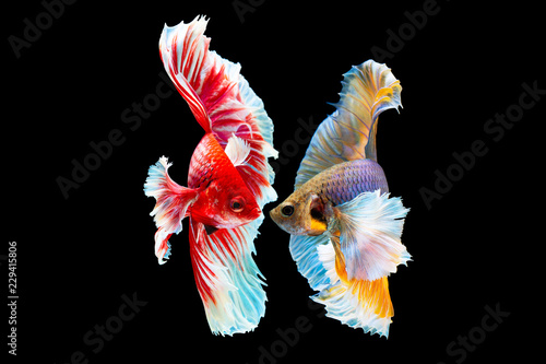 The moving moment beautiful of yellow and red siamese betta fish or half moon betta splendens fighting fish in thailand on black background. Thailand called Pla-kad or dumbo big ear fish.