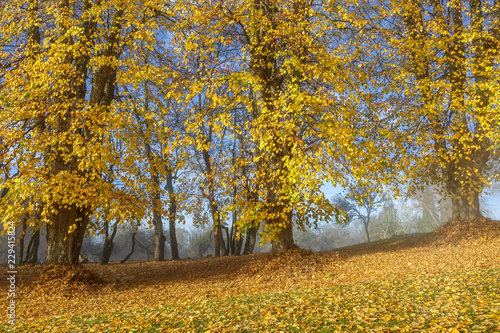 Big trees in foggy autumn l...