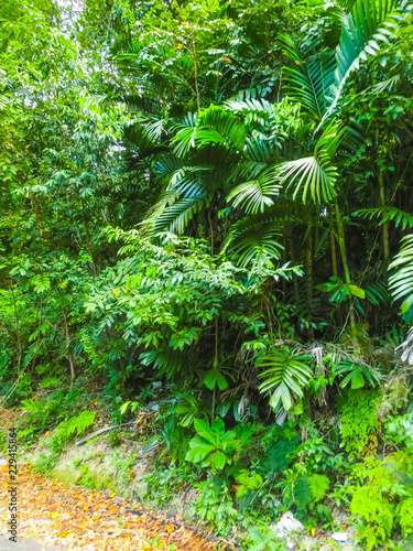 Green natural park landscape scenery at YS Falls  Jamaica  caribbean island