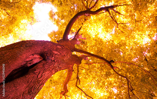 tree grows in the autumn