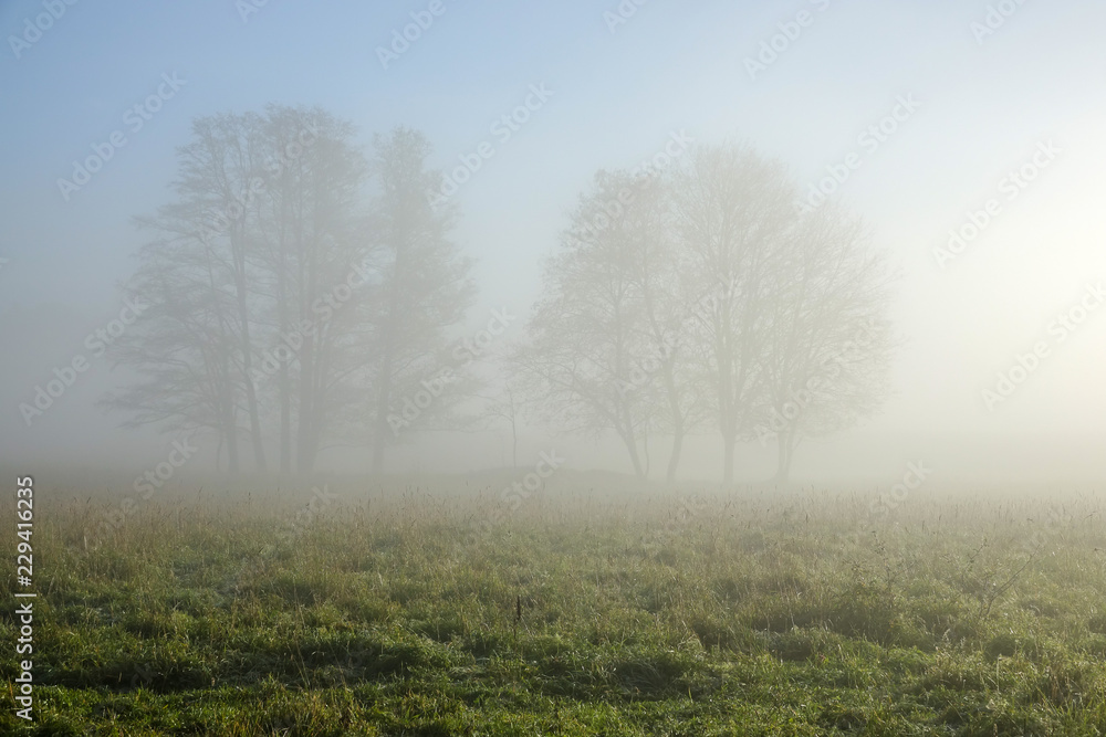 Beautiful, colorful landscape of a misty meadow during sunrise. Beautiful, colorful landscape of a misty meadow during sunrise.