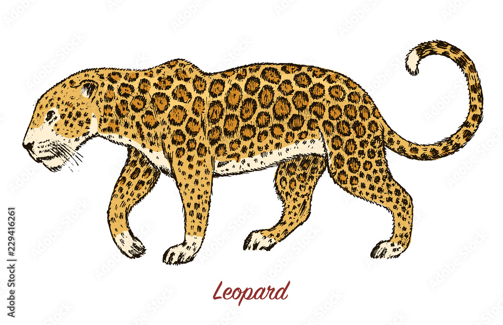 African Wild leopard. Profile Asian cat. Animal jaguar in the jungle. Tattoo artwork. Engraved hand drawn line art Vintage old monochrome sketch, ink. Vector illustration for label. safari symbol. African Wild leopard. Profile Asian cat. Animal jaguar in the jungle. Tattoo artwork. Engraved hand drawn line art Vintage old monochrome sketch, ink. Vector illustration for label. safari symbol.