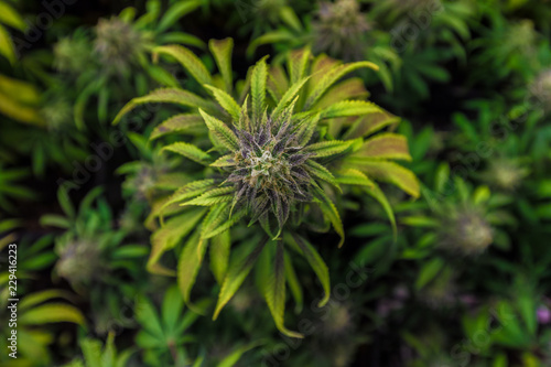 CBD Cannabis Pflanzen von Oben