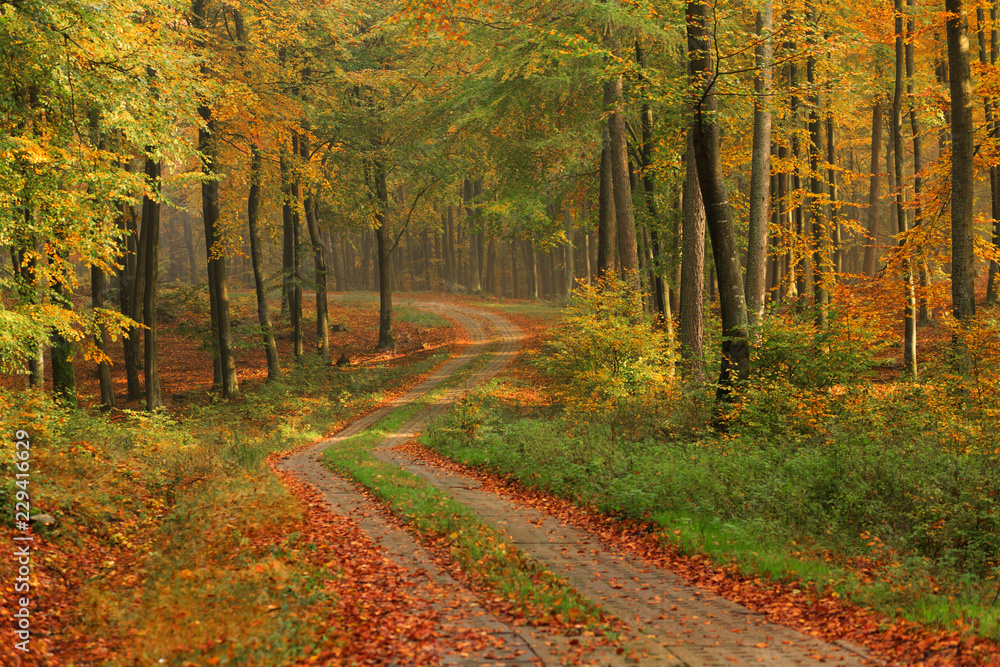 Amazing forest path./ Breathtaking autumnal forest with road, nature scenery and sunlight in north Poland