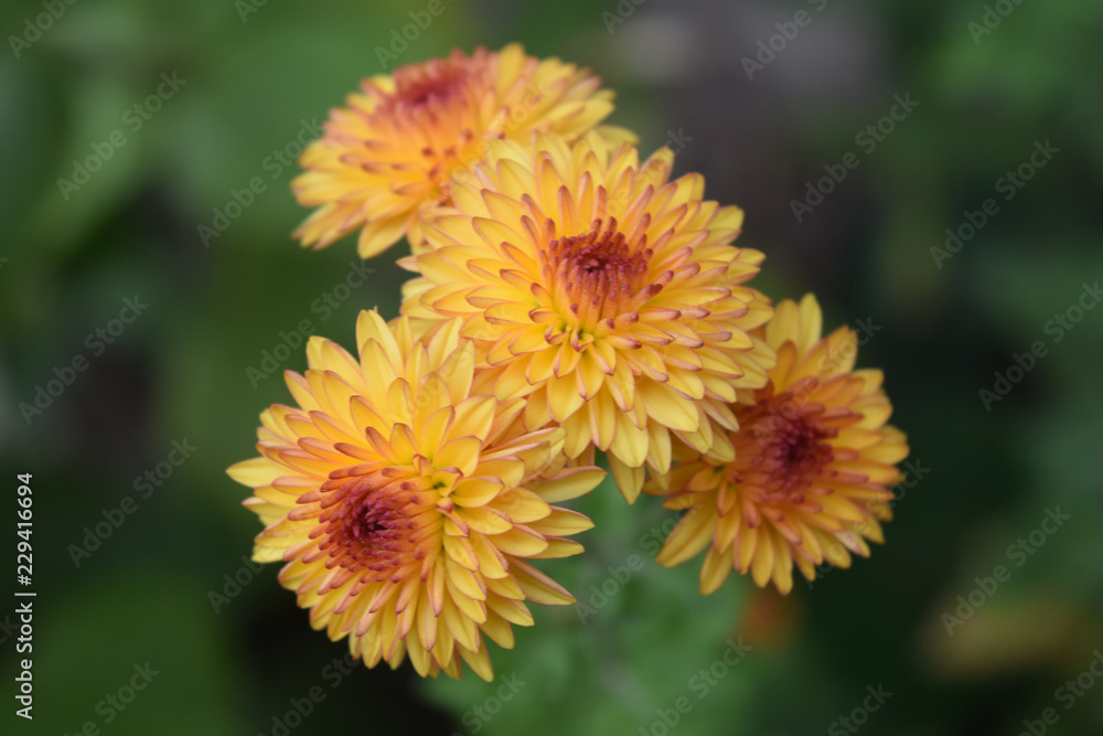 Bright colored chrysanthemum flowers as a background Bright colored chrysanthemum flowers as a background