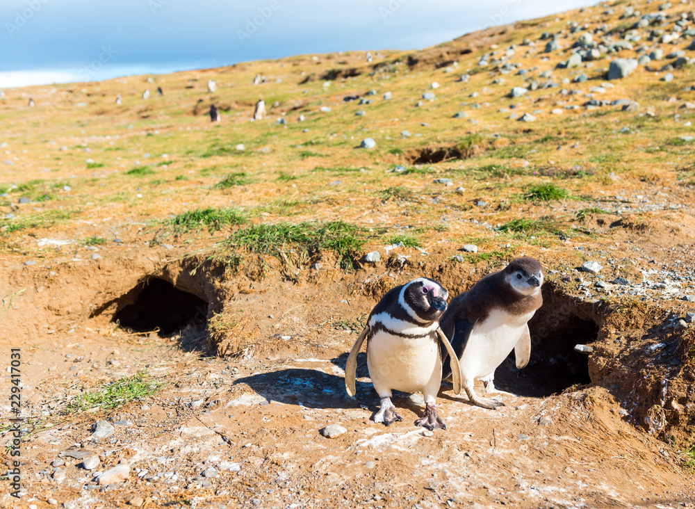 Naklejka premium Couple of Magellanic Penguin, Spheniscus magellanicus, Isla Magdalena, Patagonia, Chile.