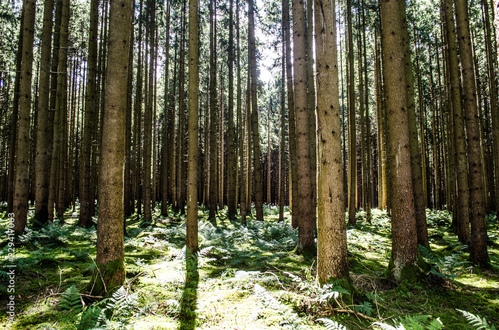 Obraz premium *Waldgefühle*