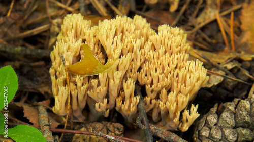 Fungus Ramaria.