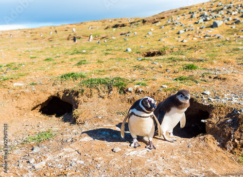 Couple of Magellanic Penguin  Spheniscus magellanicus  Isla Magdalena  Patagonia  Chile.