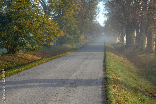 Foggy road,  avenue. Colorf...