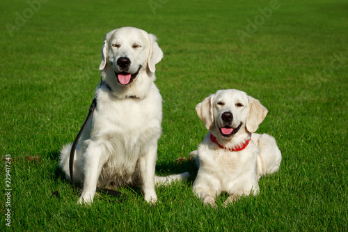 Dog breed Golden retriever © deviddo