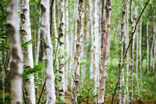 Summer birch forest. Selective focus