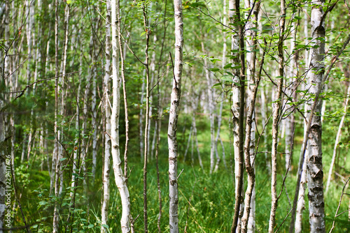 Summer birch forest. Selective focus