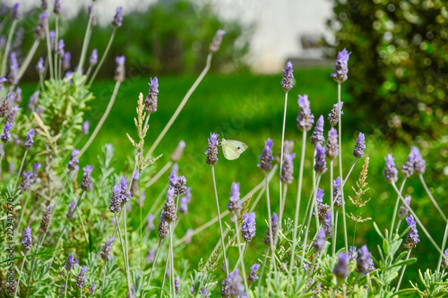 White butterfly on blue flowers in field