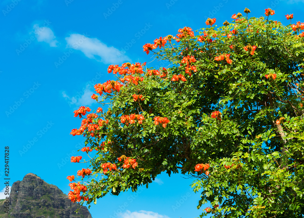 Blooming tree against the blue sky, Kauai, Hawaii, USA. Blooming tree against the blue sky, Kauai, Hawaii, USA.