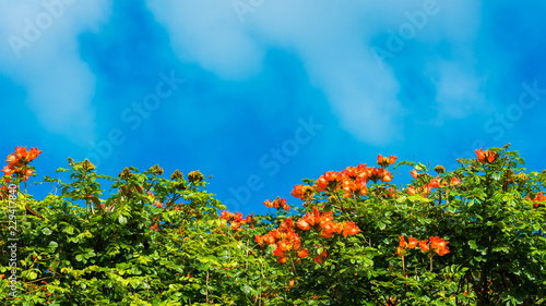 Blooming tree against the blue sky, Kauai, Hawaii, USA. Copy space for text.