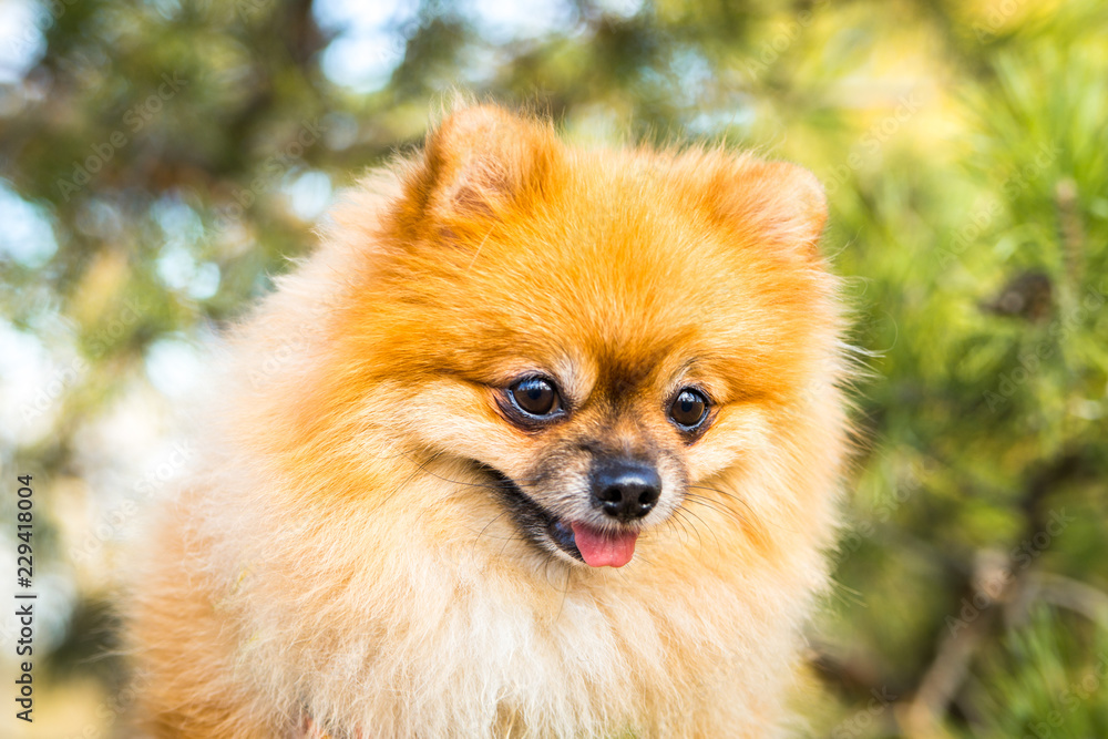 Portrait of ginger Pomeranian dog on a nature background.