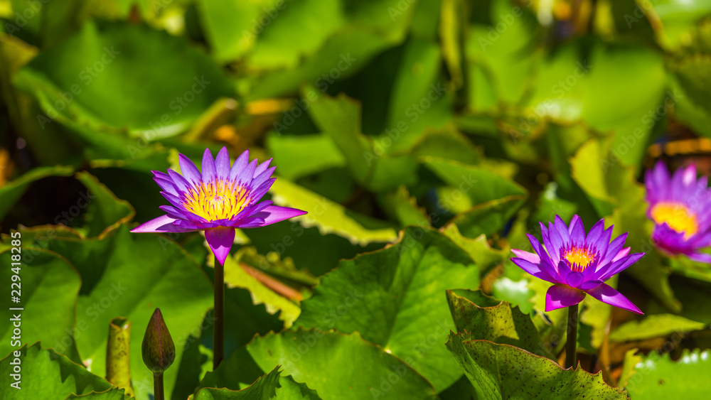 Pink water lilies in the garden, Maldives. With selective focus. Pink water lilies in the garden, Maldives. With selective focus.