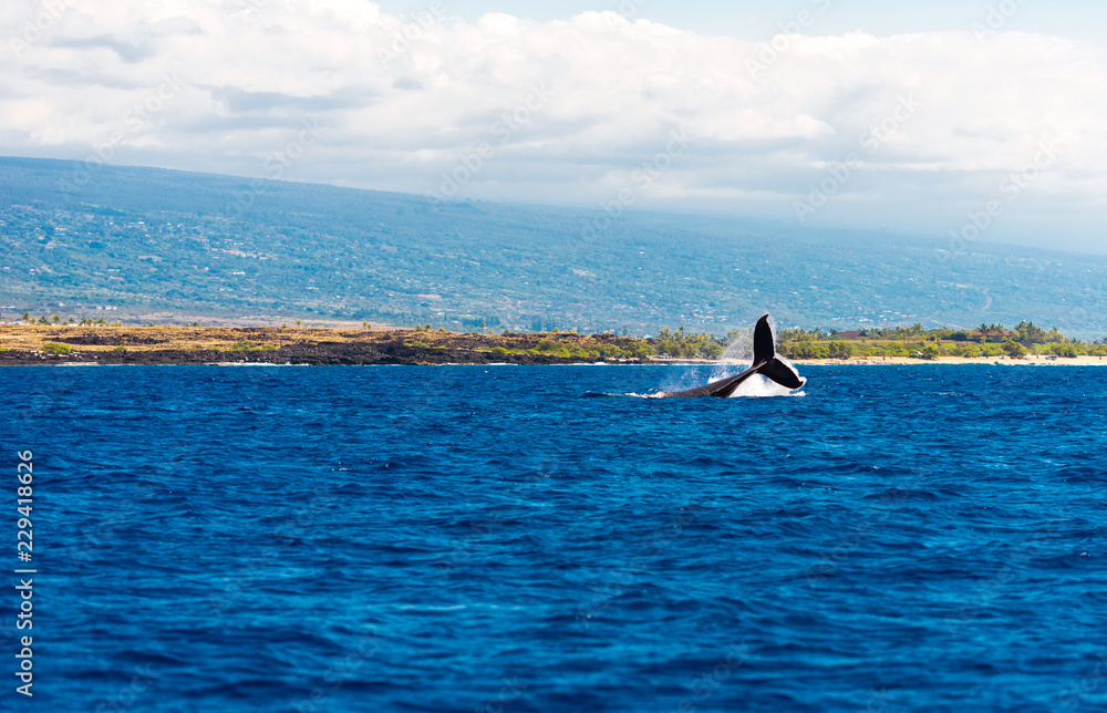 Naklejka premium Whale jumps out of the water, Hawaii, USA. Copy space for text.