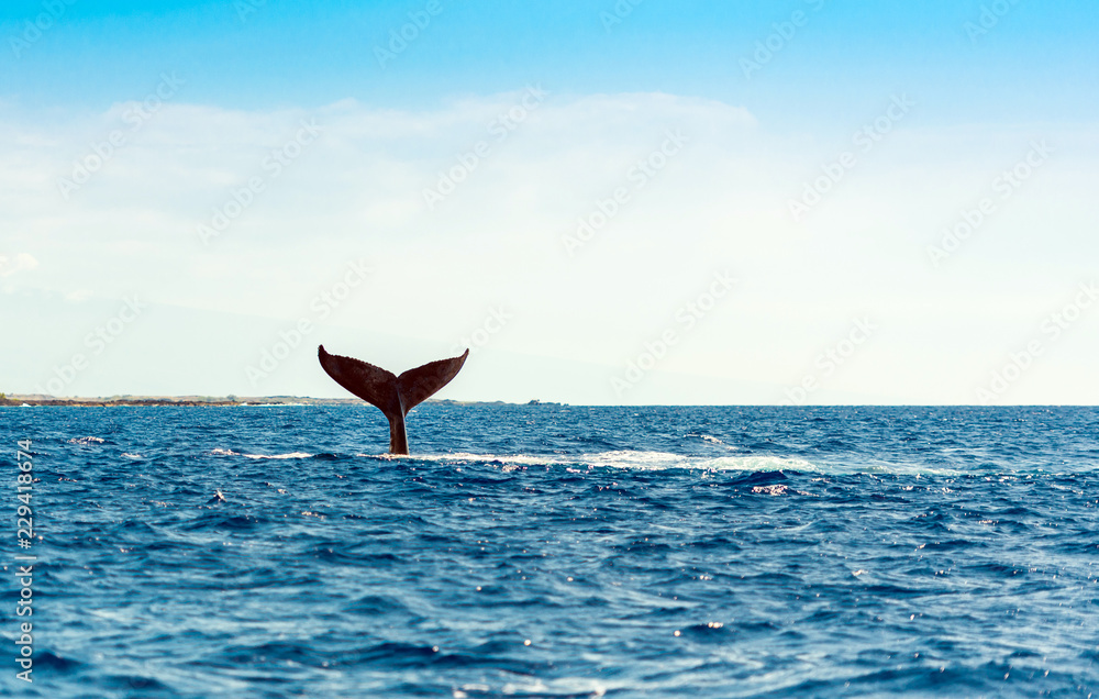 Fototapeta premium Whale wyskakuje z wody, Hawaje, USA. Skopiuj miejsce na tekst.