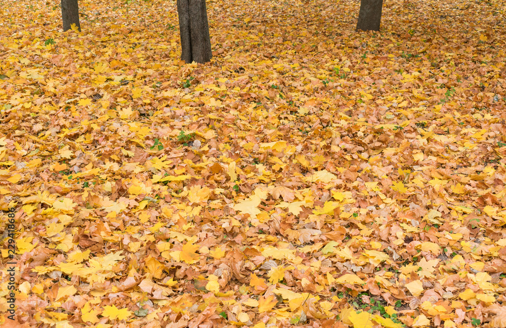  Beautiful autumn state of nature